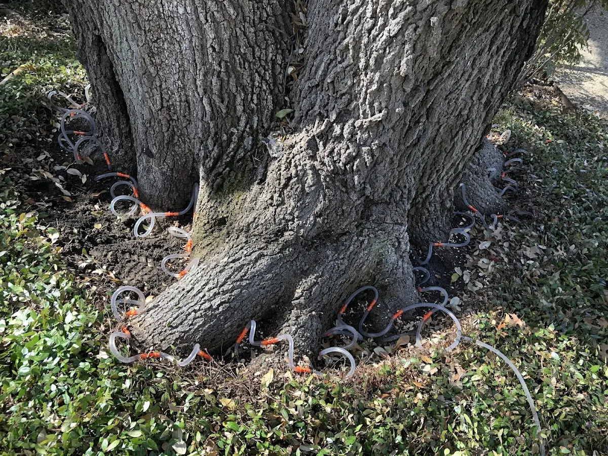 Detailed Tree Cabling and Bracing job site in Ragsdale