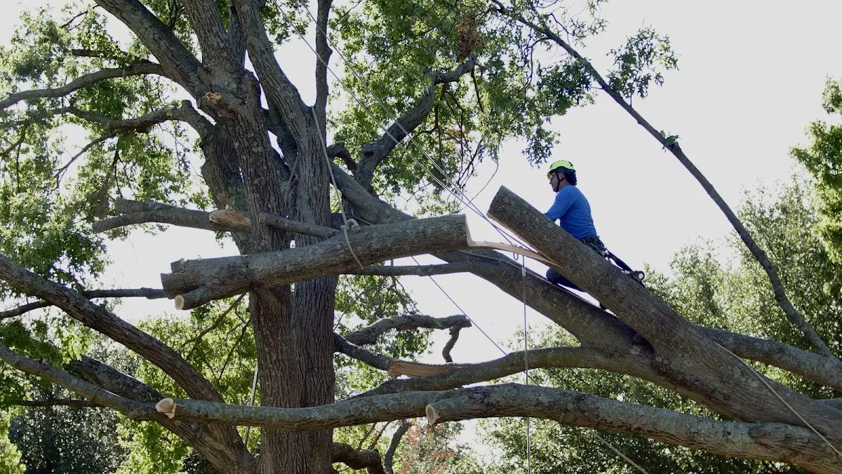 Professional Hazardous Tree Removal performed by certified arborists in Ragsdale